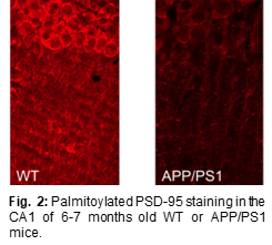 Palmitoylated PSD-95 staining in the CA1 of 6-7 months old WT or APP/PS1 mice